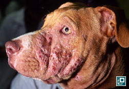 Deep pyoderma in dogs treatment best sale