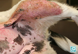 Malassezia Dermatitis Zoetis CA