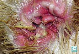 Otitis externa dogs symptoms hotsell